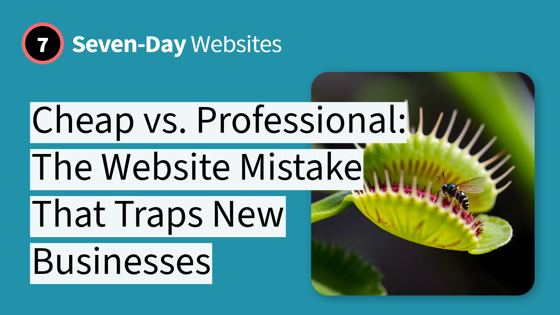 A graphic with the heading Seven-Day Websites and a label reading 7. The text says, Cheap vs. Professional: The Website Mistake That Traps New Businesses. Next to the text is a photo of a fly on a Venus flytrap.